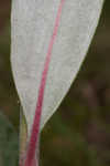 Longleaf buckwheat